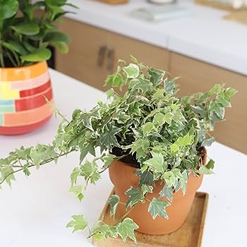 Amazon.com : Golden English Ivy (4